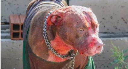 Le arrancaron el rostro: Siete perros pitbull asesinan a un hombre y se comen su cara