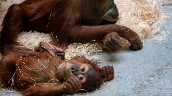 Zoológico de San Diego vacuna a sus simios contra el Covid-19 tras detectar 8 contagios