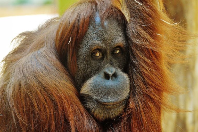 Zoológico de San Diego vacuna a simios contra el Covid-19