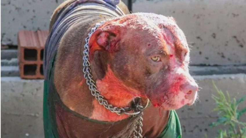 Le arrancaron el rostro: Siete perros pitbull asesinan a un hombre y se comen su cara