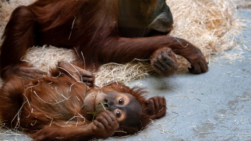 Zoológico de San Diego vacuna a sus simios contra el Covid-19 tras detectar 8 contagios