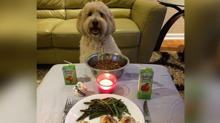 ¿Cita romántica con un perro? Esta locura le pasó a una mujer al usar Tinder