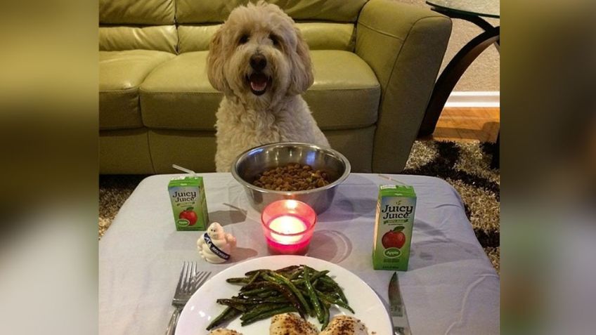 ¿Cita romántica con un perro? Esta locura le pasó a una mujer al usar Tinder