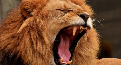 Explorador de un safari es devorado vivo por leones; buscaba un chita para turistas ricos