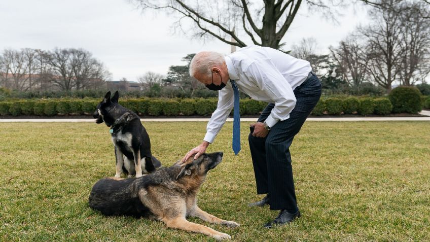 ¡Por mordelones! Los perros de la Casa Blanca son enviados a la casa de Joe Biden