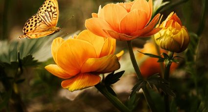 ¡Llena de mariposas tu jardín! Estas flores te ayudarán a lograrlo de forma efectiva