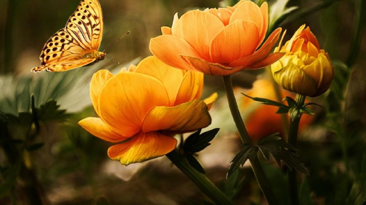 ¡Llena de mariposas tu jardín! Estas flores te ayudarán a lograrlo de forma efectiva