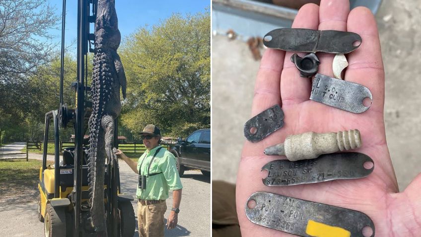 ¡De no creerse! Cazan un cocodrilo gigante y encuentran medallas de perros en su estómago