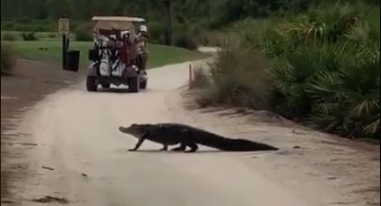 VIDEO: ¡Impresionante! Madre capta un enorme caimán mientras grababa a su hijo jugar golf