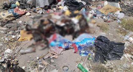 Macabro hallazgo en Hermosillo: Encuentran 20 gallos muertos en terreno baldío