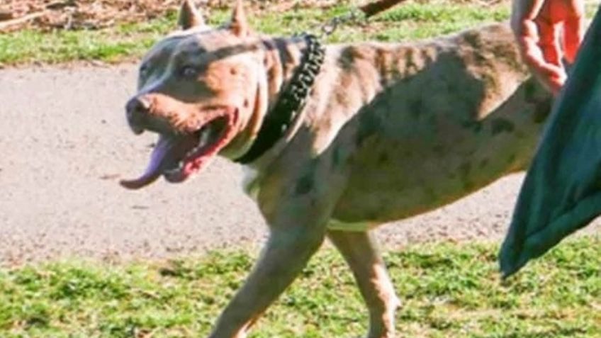 Desesperada y en pánico, madre no puede ayudar a sus hijos; eran atacados por un perro