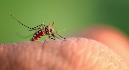De película: Mosquitos modificados genéticamente serían la solución contra el dengue