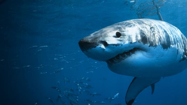 Robert desapareció mientras surfeaba; su familia cree que lo devoró un gran tiburón blanco