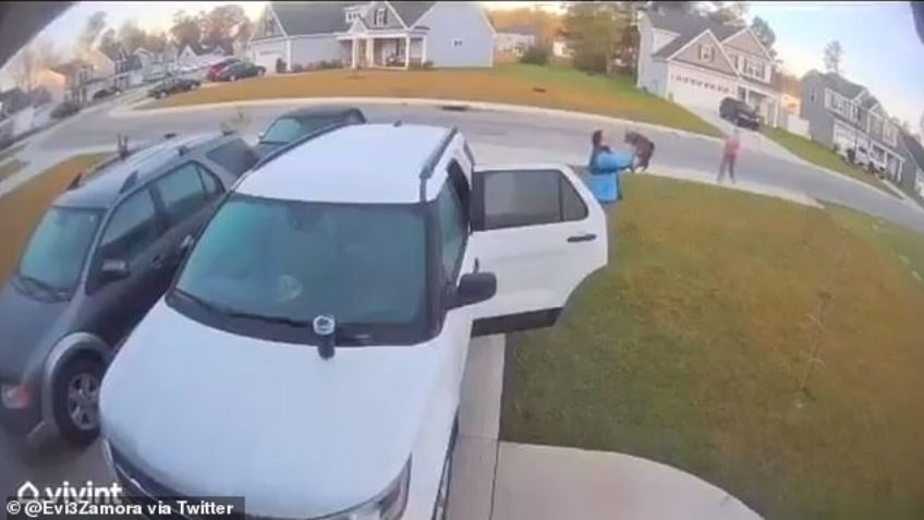 VIDEO: Gato montés ataca a una mujer y la increíble reacción de su esposo se vuelve viral