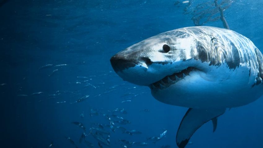 Robert desapareció mientras surfeaba; su familia cree que lo devoró un gran tiburón blanco