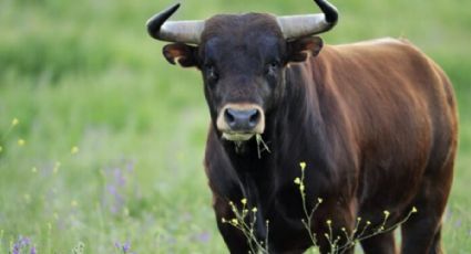 Niño de 7 años termina gravemente herido tras ser atacado por un toro de media tonelada