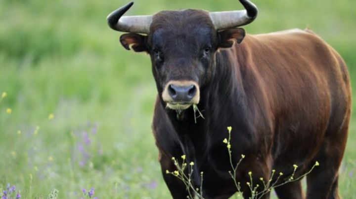 Niño de 7 años termina gravemente herido tras ser atacado por un toro de media tonelada