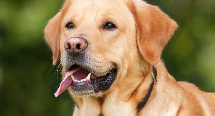 De no creerse: Perros podrían detectar casos de Covid-19 con un 96% de efectividad