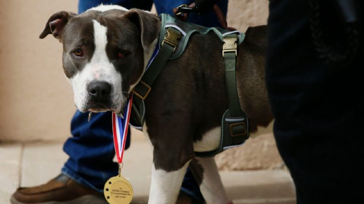Astro, el perro pitbull que salvó a su dueño de morir atrayendo a un vecino para ayudarlo