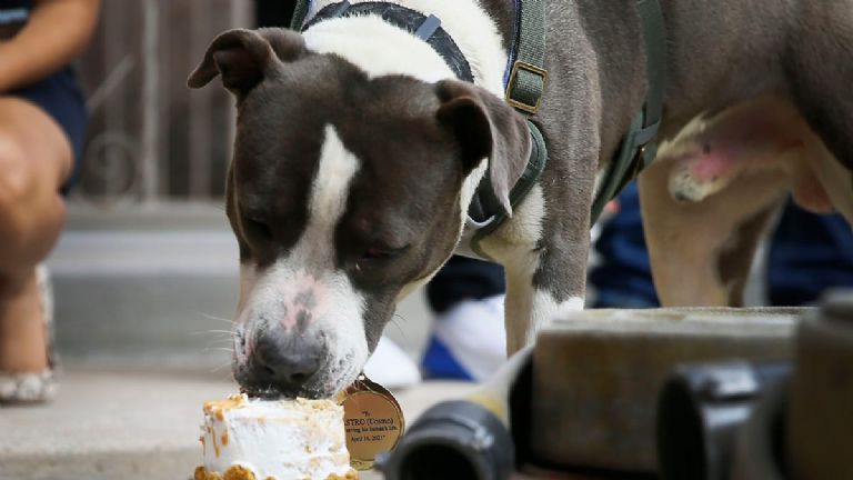 Astro, el perro pitbull que salvó a su dueño de morir