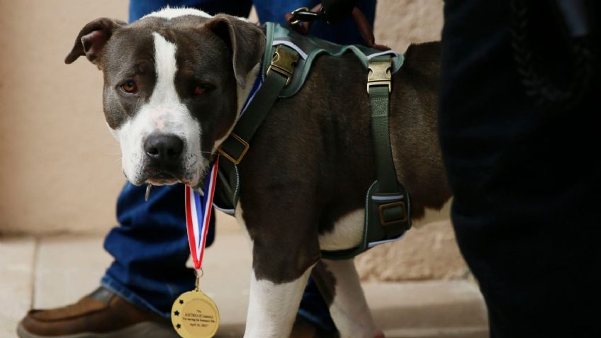 Astro, el perro pitbull que salvó a su dueño de morir atrayendo a un vecino para ayudarlo