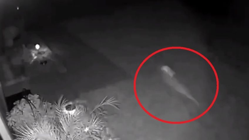 Vecina de Florida asegura que captó en VIDEO a un "velociraptor" en su patio trasero