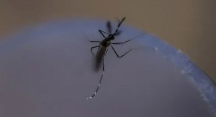 Guaymas: ¿Cuántos casos de dengue se han presentado en el puerto en lo que va del 2021?