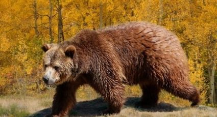 Tras días de agonía, muere guía de Yellowstone que fue atacado por un oso grizzly