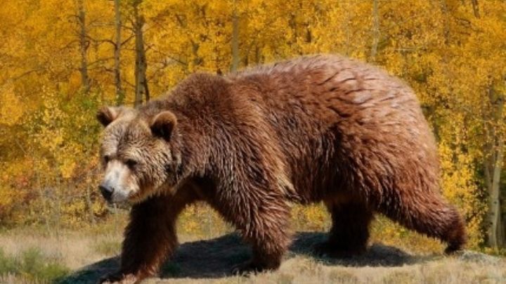 Tras días de agonía, muere guía de Yellowstone que fue atacado por un oso grizzly