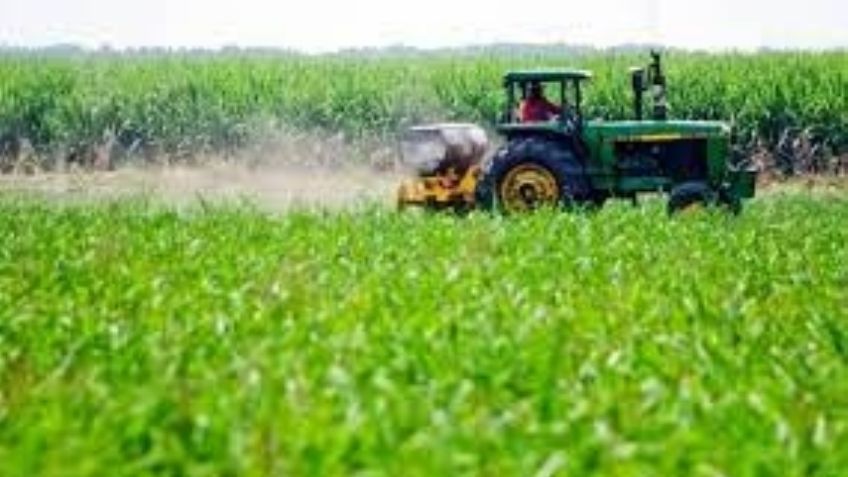 Agricultores del valle de Empalme y Guaymas no acceden a programa 'Sembrando Vida'