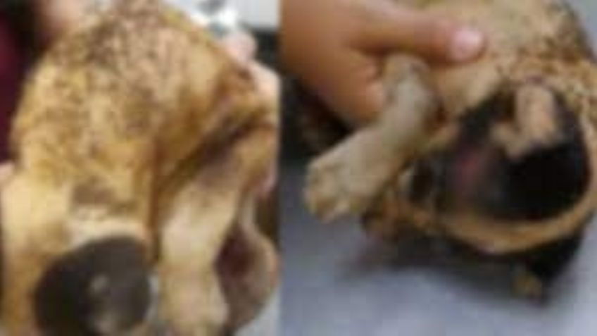 Primero fue Rodolfo ahora Huitzilli: Queman vivo a un cachorro de tres meses en León