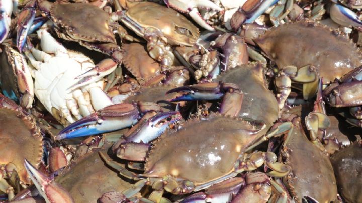 Sonora: La pesca de jaiba, sostén económico de las familias pescadoras