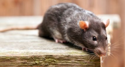 Impactantes noticias: Humanos podrían transmitir el coronavirus a ratas