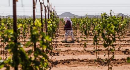 Sequía le costará millones a la economía del sur de Sonora