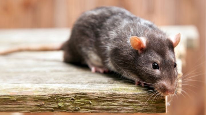 Impactantes noticias: Humanos podrían transmitir el coronavirus a ratas