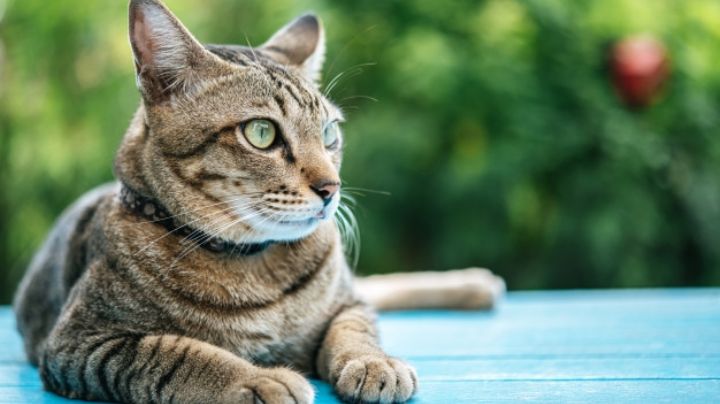 Olvídate de los pelos de gato en tu ropa con estos sencillos consejos