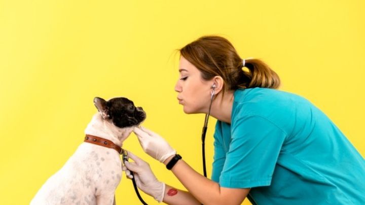 Día Mundial del Veterinario: Felicita al doctor de tus mascotas con estas frases motivadoras