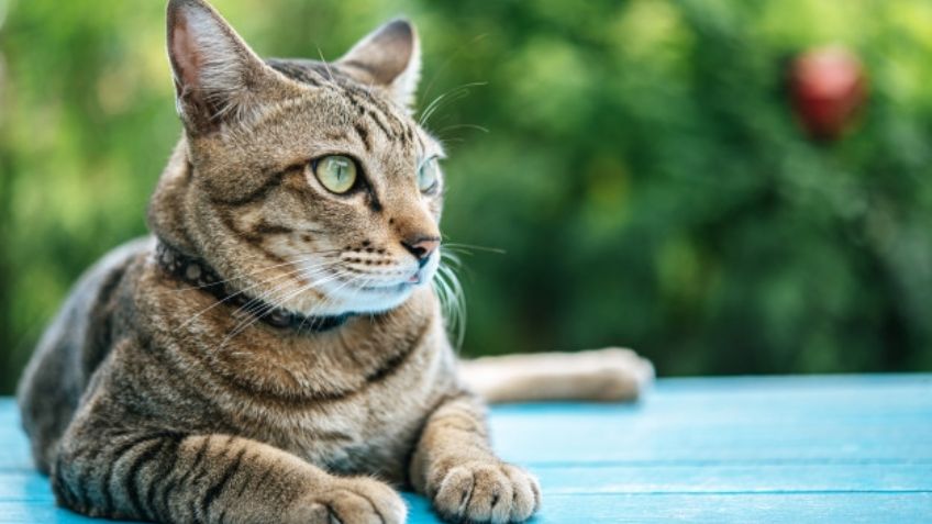 Olvídate de los pelos de gato en tu ropa con estos sencillos consejos