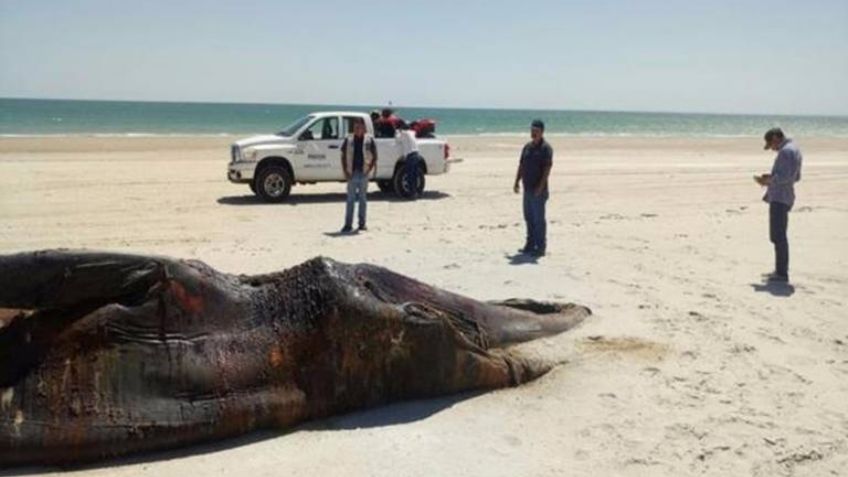 Guaymas: Fauna marítima sin vida enciende ‘focos rojos’ en las autoridades