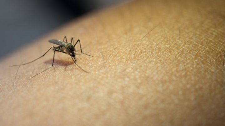 Día Mundial de la Malaria: Entérate de qué se trata esta terrible enfermedad