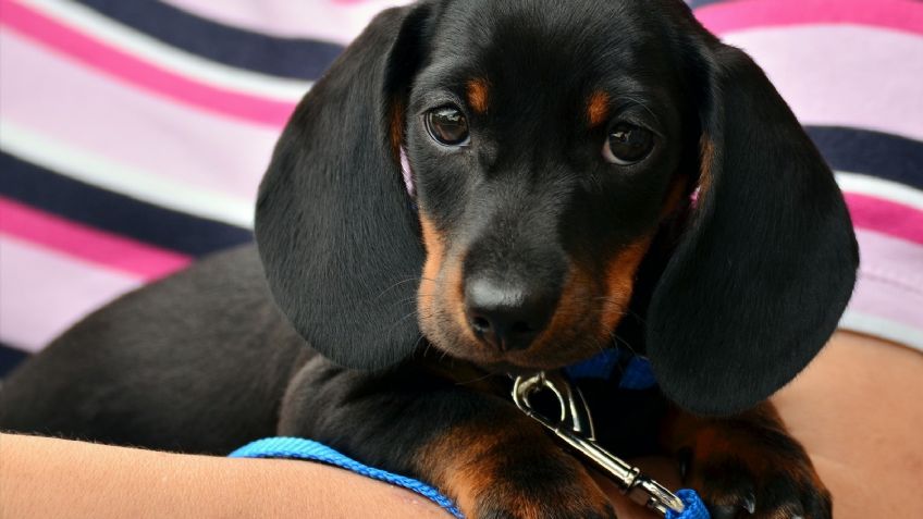 Festeja los Premios Oscar y ponle a tu perro un nombre de un personaje de película romántica