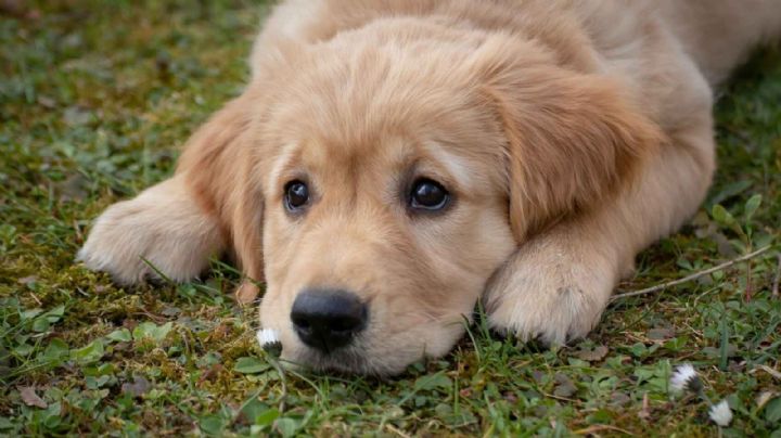 Navojoa: Ley de Protección Animal, el tema ausente para autoridades