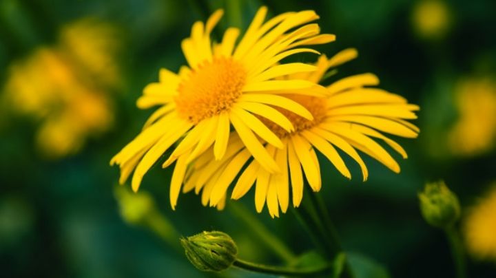 Sorpréndete con los increíbles usos medicinales de las flores de árnica