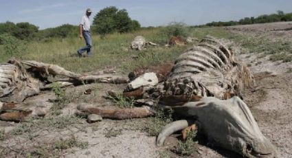 Ganadería en Sonora, en alerta: Mueren 300 mil cabezas de bovinos ante sequía y otros factores