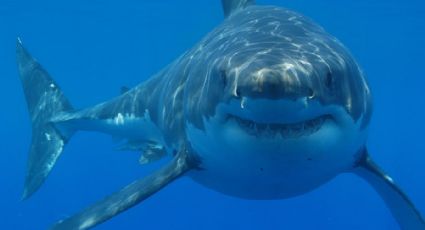 Tiburón asesina a un surfista; un pescador halló su cadáver cerca de la playa en Australia