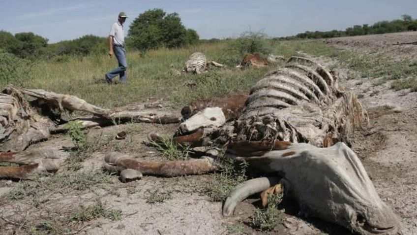 Ganadería en Sonora, en alerta: Mueren 300 mil cabezas de bovinos ante sequía y otros factores