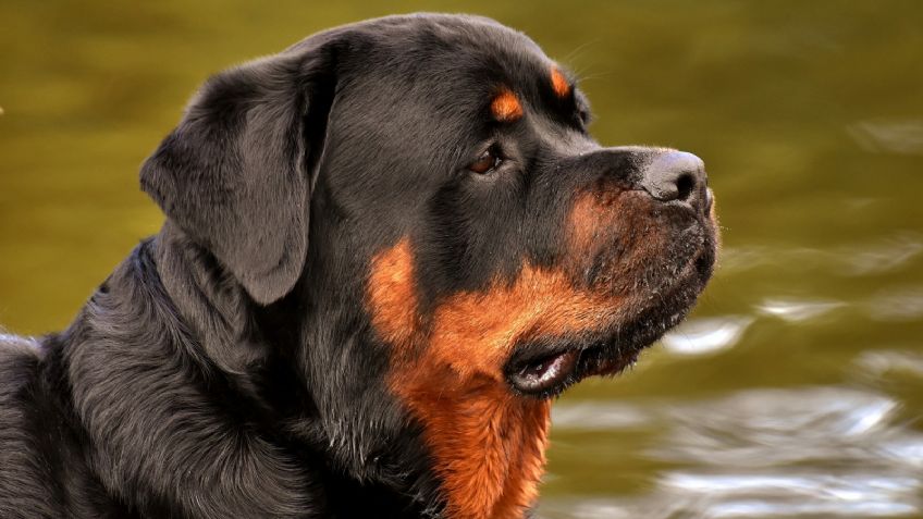 ¿Es peligroso tener un rotteweiler en casa? La respuesta te dejará helado