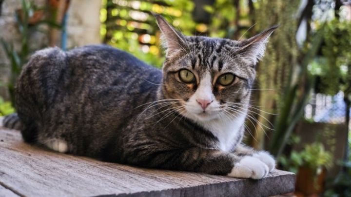 Rasguños de gato podrían estar relacionados con una terrible enfermedad