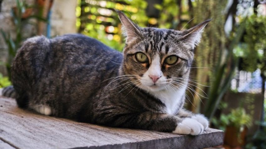 Rasguños de gato podrían estar relacionados con una terrible enfermedad