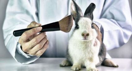 Aprueban ley que prohíbe el uso de animales para experimentar con productos cosméticos